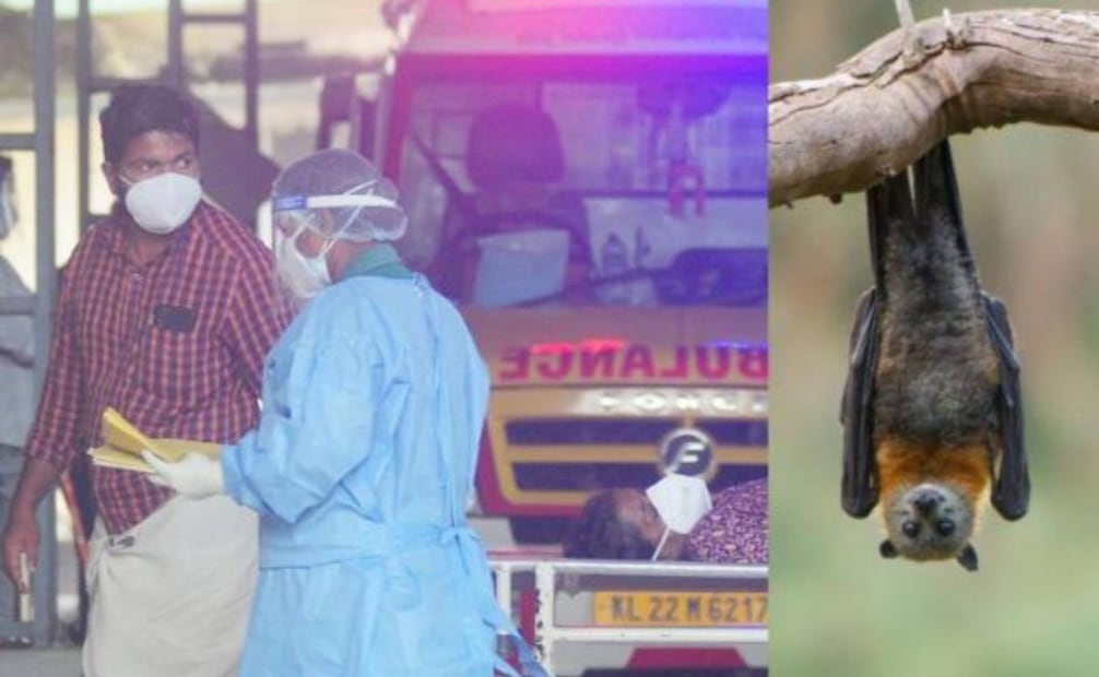 Las diferentes endemias ocurridas por Nipah se han dado por infección de los murciélagos a animales. (25/01/26) Foto: El Tiempo