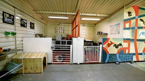 Lomitos del Metro encuentran un hogar