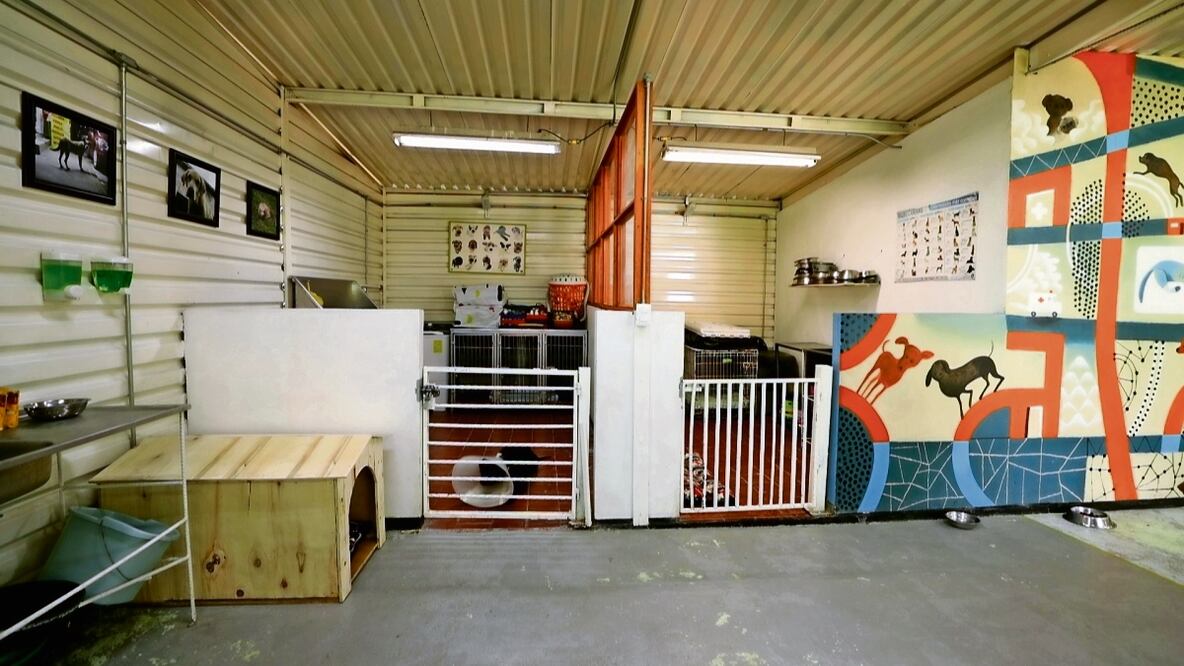 El Centro de Transferencia Canina tiene la finalidad de darle un albergue temporal a los perritos que son salvados de las vías, Foto: Diego C. Montesinos / EL UNIVERSAL