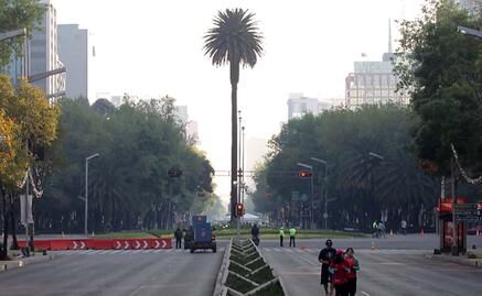 La Palma de más de 100 años en Paseo de la Reforma será retirada