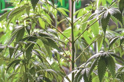 Presentan iniciativas para regular marihuana