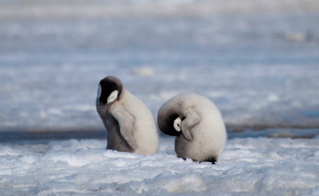 Dos crías de pingüino emperador en la colonia Halley, que tuvo una drástica reducción en los últimos tres años. Foto: Peter Fretwell/British Antarctic Survey via AP
