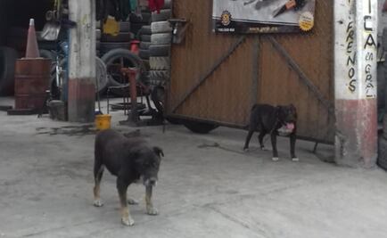 Caen dos sujetos por organizar peleas de perros en taller mecánico de Ecatepec