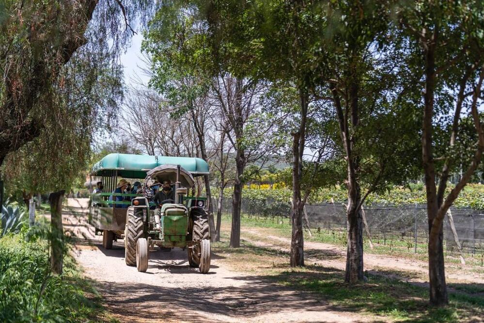 Foto: Flor de Alfalfa