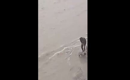 Captan el rescate de un perro atrapado a la orilla de un arroyo en Nuevo León