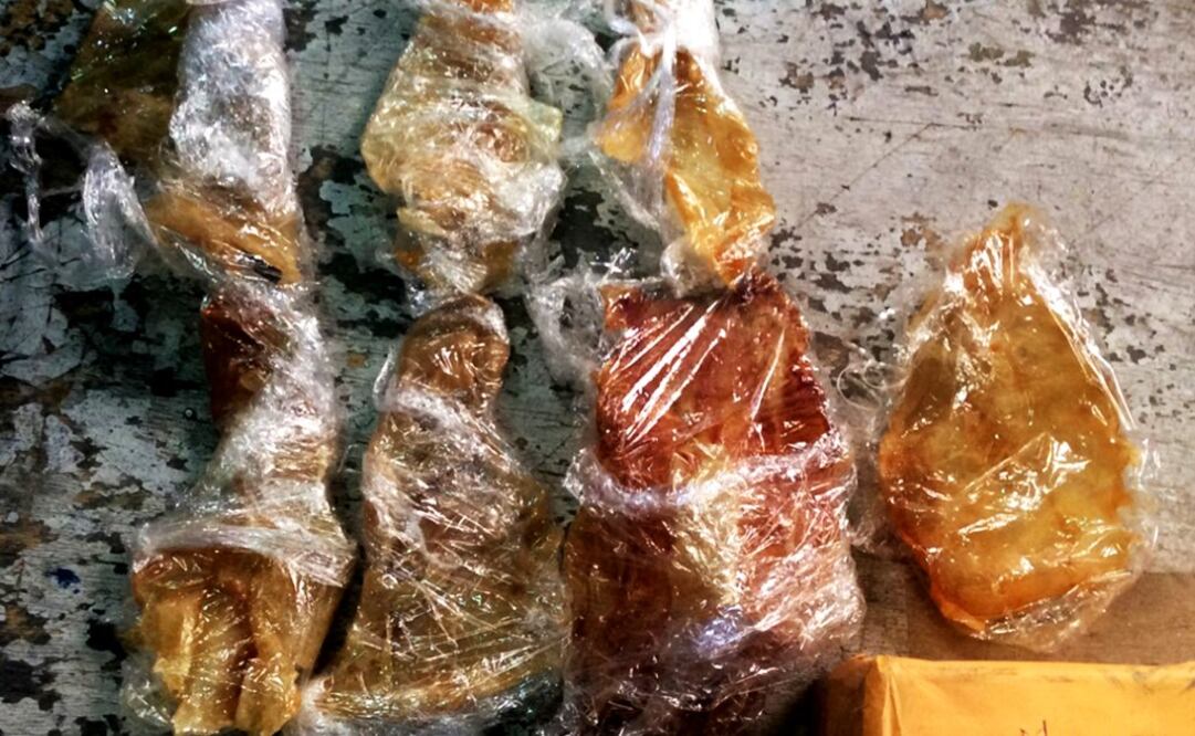 The totoaba is sold for thousand of dollars in the Asian market – Photo: Courtesy of PROFEPA