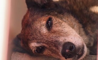 Sheinbaum anuncia nueva Ley de Cuidado Animal; Presidenta reacciona a reconocimiento de PETA Latino