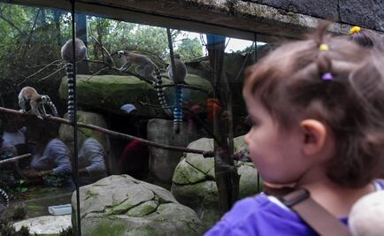 Ordenan implementar programa de higiene en zoo de Chapultepec