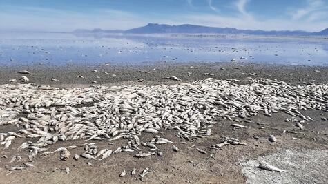 Chihuahua: alarma muerte de peces en la laguna de Bustillos