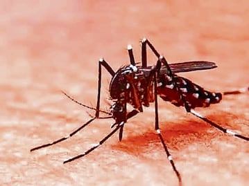 Hidalgo registra incremento del 700% en casos de dengue