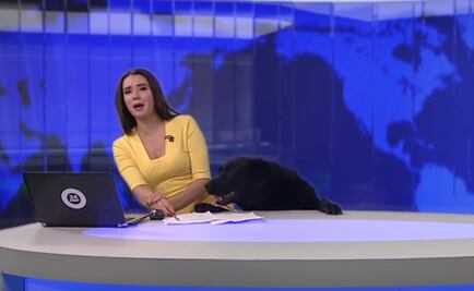 Perro interrumpe noticiario ruso