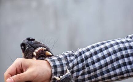 Perro pastor australiano muerde a niña de año y medio en Yucatán