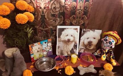 Día de Muertos 2023: ¿Cuándo se pone la ofrenda para mascotas y qué debe llevar?