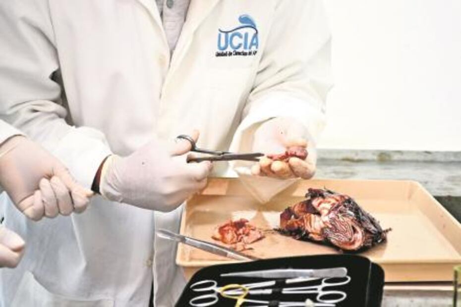 El (pez) León no es como lo pintan