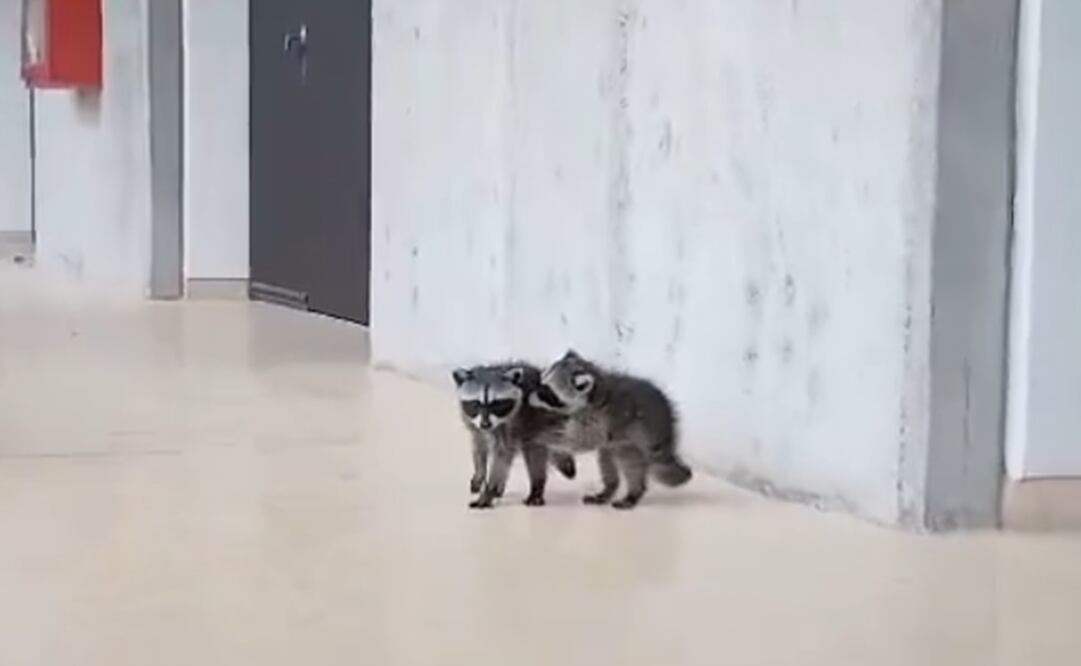 Captan a mapaches en la Facultad de Medicina Veterinaria Zootecnia. Foto: Captura