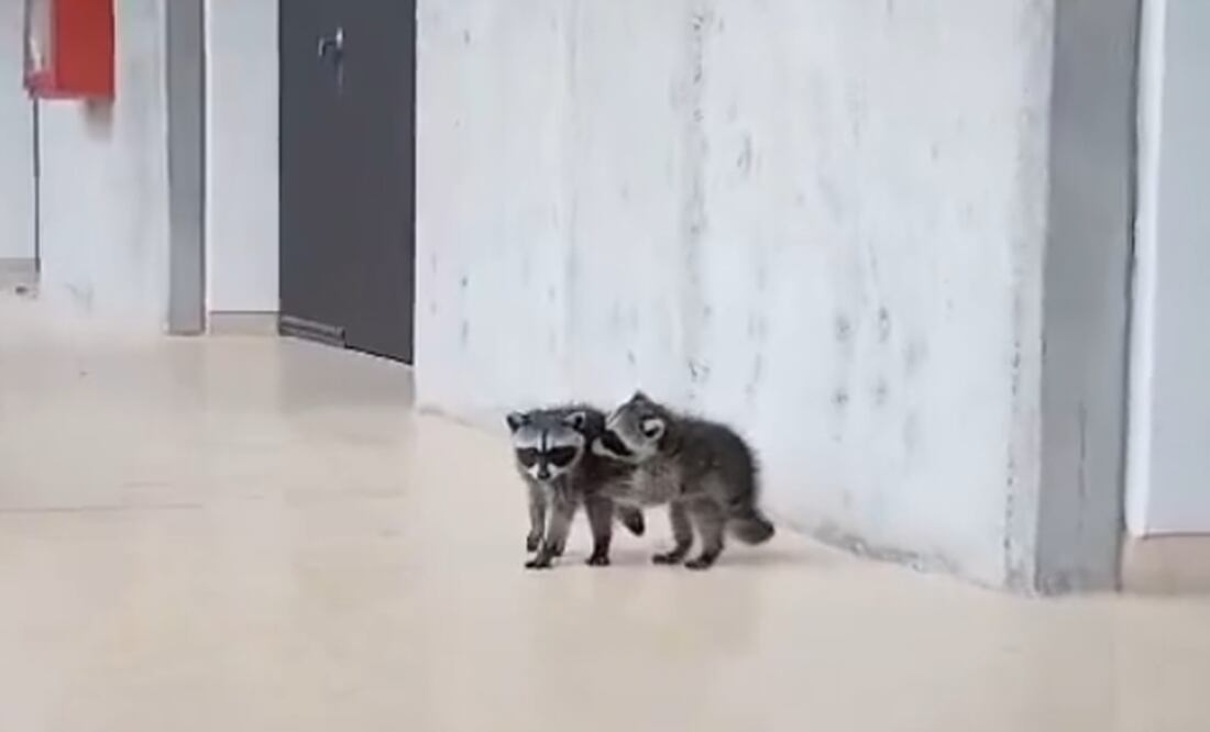 Captan a mapaches en la Facultad de Medicina Veterinaria Zootecnia. Foto: Captura