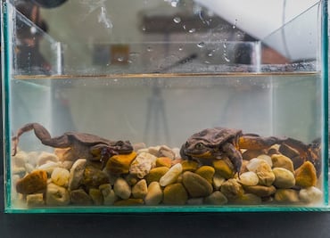 Romeo y Julieta, así fue su primer cita para salvar a su especie