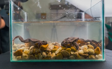 Romeo y Julieta, así fue su primer cita para salvar a su especie