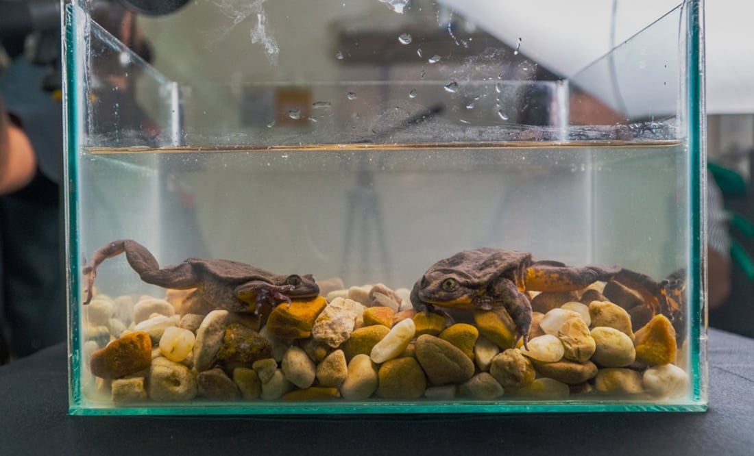 Foto: Global Wildlife Conservation