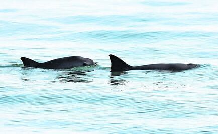 México creará santuario de la vaquita marina en Mar de Cortés