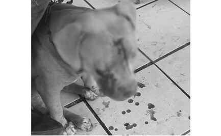 Sujeto revienta ojo de una perrita tras golpearla con una pala en Michoacán
