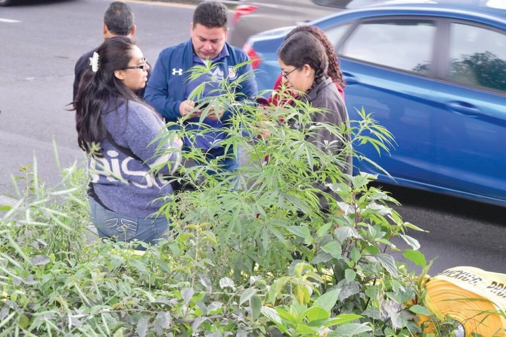 Elementos de la policía de la Secretaría de Seguridad del Estado de México resguardaron 10 metros de jardineras en espera de elementos castrenses para quitar las plantas. Foto: HUGO GARCÍA. EL UNIVERSAL