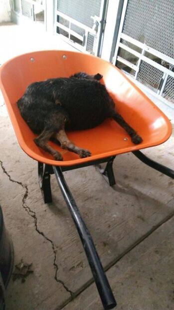 Reclaman castigo severo contra responsables de antirrábico de Coyotepec