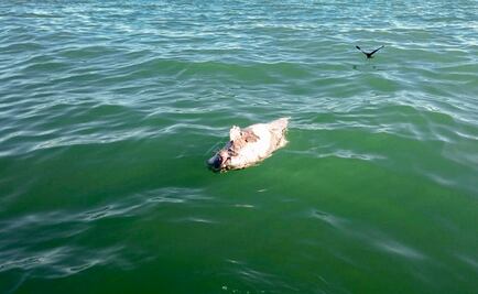 Hallan posibles restos de vaquita marina en Golfo de California