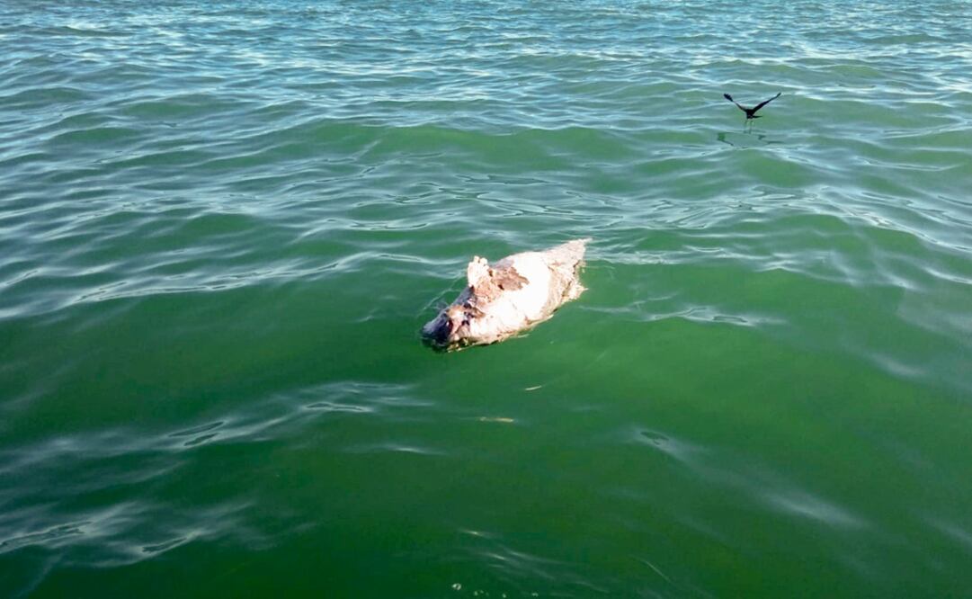 Los restos estaban demasiados descompuestos como para ser identificados de inmediato, pero fueron entregados a las autoridades para que los analizaran. Foto: AP