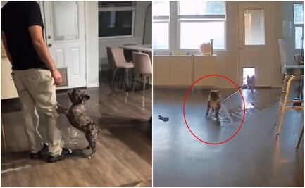 ¡De no creerse! Lomitos inundan la casa de sus amos y todo queda registrado en video