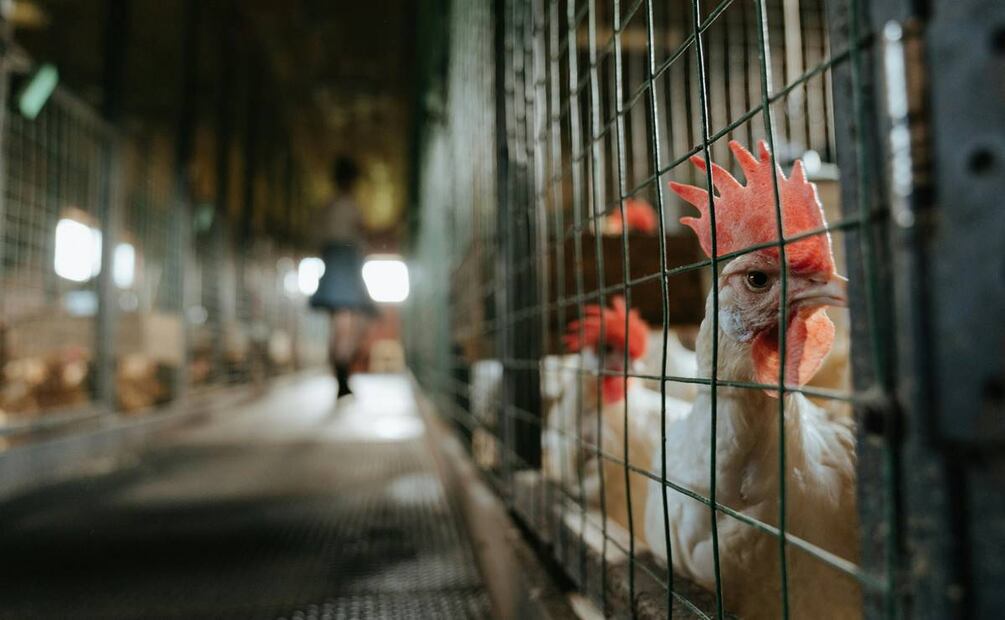 El trabajo de las gallinas ponedoras. Foto: Pexels