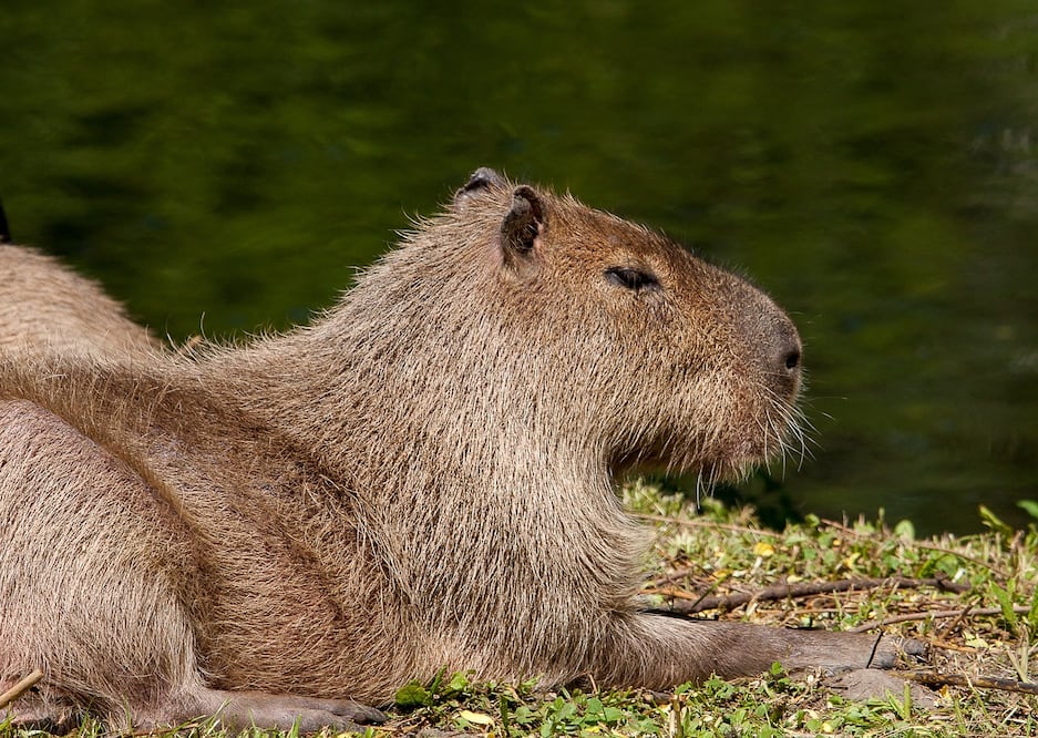 Conoce a los capibaras en el Acuario Michin. Foto: Pixabay