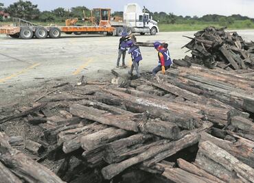 Crimen organizado dedicado a la tala ilegal ha afectado 4 mil hectáreas: Sheinbaum