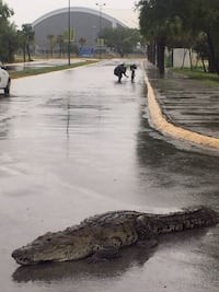 Reintegran a su hábitat a cocodrilos que salieron por la lluvia