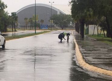 Reintegran a su hábitat a cocodrilos que salieron por la lluvia