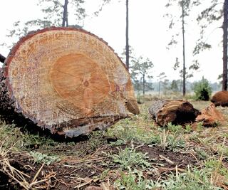 Delincuencia organizada toma los bosques