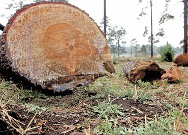 Delincuencia organizada toma los bosques