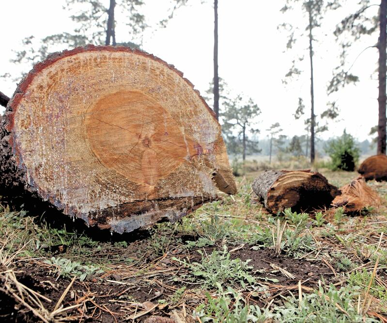 De acuerdo con denuncias, se deforestan 80 toneladas semanales de madera en Milpa Alta, el Ajusco y Topilejo. Foto: Archivo El Universal