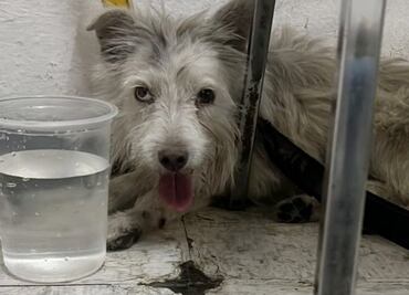Rescatan a lomito de vías de Línea 8 del Metro