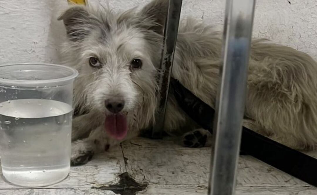 El perrito fue encontrado en la terminal de la estación Constitución de 1917 de la Línea 8. Foto: Especial