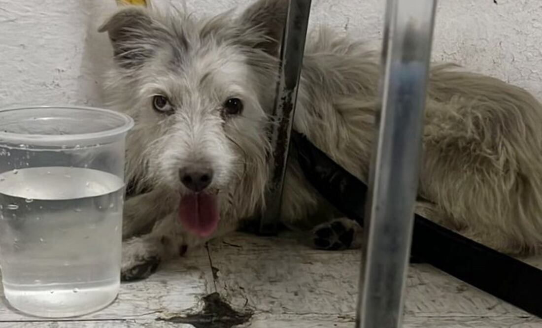 El perrito fue encontrado en la terminal de la estación Constitución de 1917 de la Línea 8. Foto: Especial