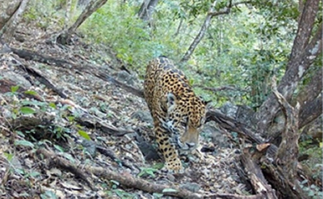 Foto: Comisión Nacional de Áreas Naturales Protegidas