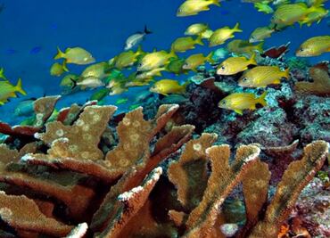 Recortes presupuestales afectan servicios del Sistema Arrecifal Veracruzano