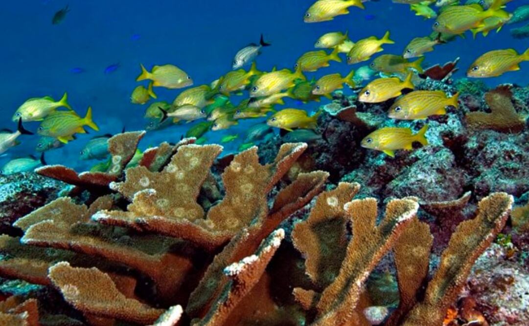 Foto: Twitter @gobmx