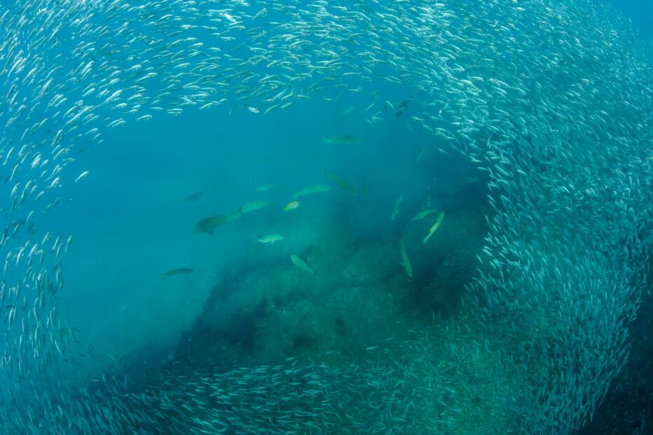 Saqueo de las sardinas. Foto de  Octavio Aburto