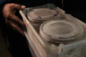 ¿Cómo se producen las moscas estériles?; esta es la estrategia del gobierno de México contra el gusano barrenador