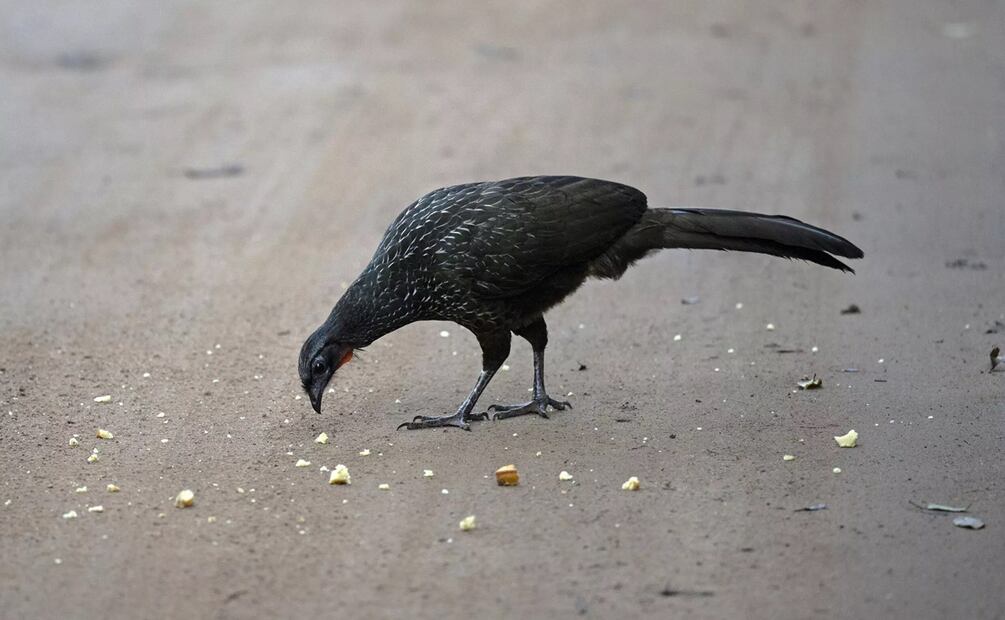 Un pájaro Jacu en la plantación de café Camocim en Domingos Martins, estado de Espírito Santo, Brasil. Foto: AFP