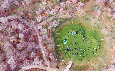 Los cerezos en flor, símbolo de la cultura japonesa