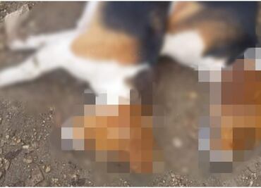 Denuncian envenenamiento masivo de perritos en Ixil, Yucatán; defensores de los animales exigen justicia