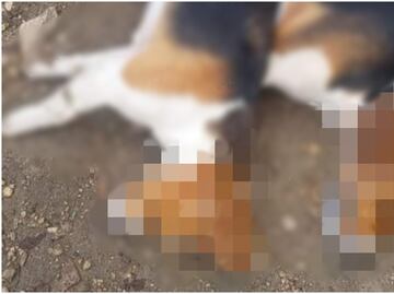 Denuncian envenenamiento masivo de perritos en Ixil, Yucatán; defensores de los animales exigen justicia